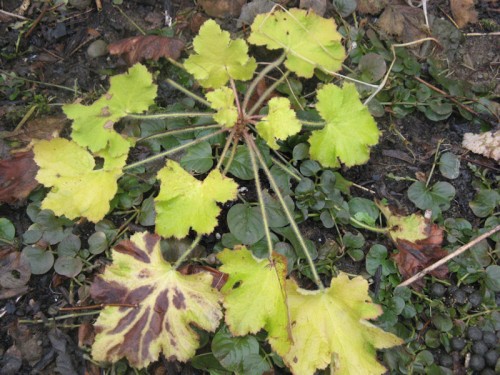 'Pistache' heuchera, a trial plant from Skagit Gardens, was the last plant glowing in autumn and the first to shine in spring.