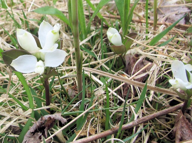 white gaywings Polygala paucifolia