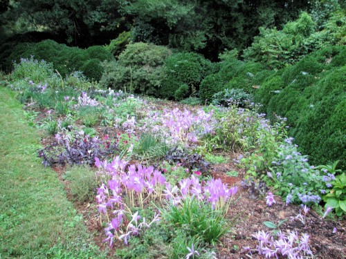 Colchicums star in this bed, but the other plants were carefully chosen to work with them. (Click on the photo to enlarge)
