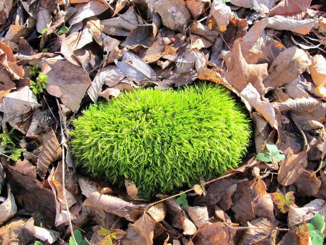 brilliant green moss in a bed of brown leaves