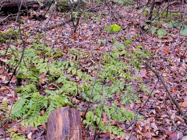 Can you see the two kinds of ferns? (Click to enlarge)