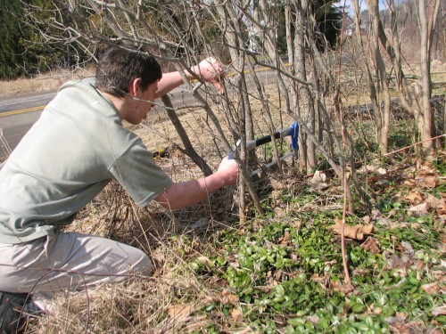 Rejuvenate older shrubs by removing one-third of the thickest limbs, cutting them as close to the ground as possible.