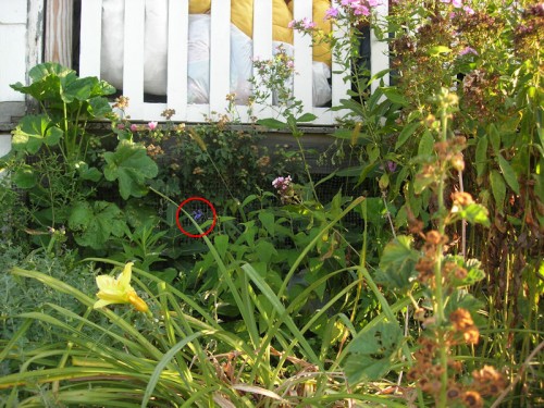 I attempted to grow 'Black and Blue' salvia in 2005. This is what it looked like in August. I circled a blossom so you could find it more easily.