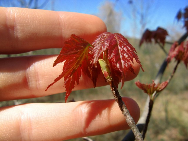 new red maple leaves