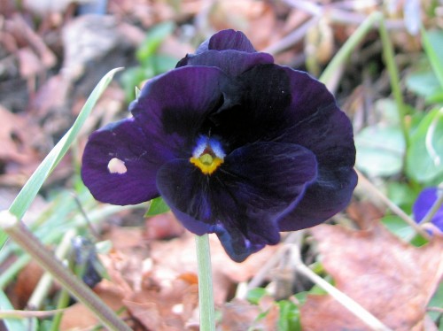 In the colder temperatures of late autumn, one can see that the black pansy is actually deep violet.