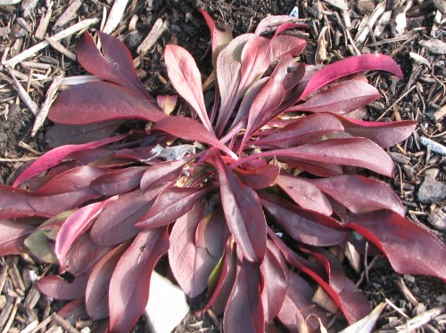The foliage on 'Dark Towers' penstemon glows ruby red.