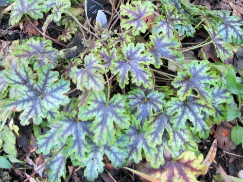 Somewhat protected by neighboring Siberian iris foliage, this 'Tapestry' heucherella maintains an understated elegance.