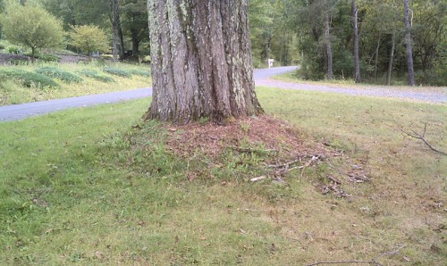 image of oak tree's flare buried in mulch