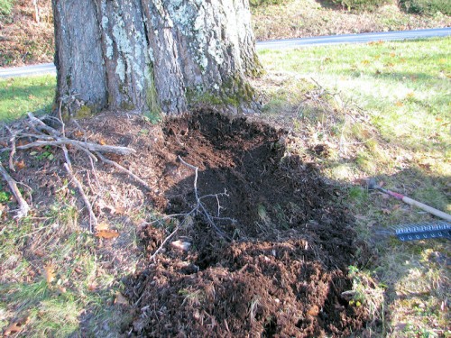 image of mulch removed from around the trunk of an oak tree