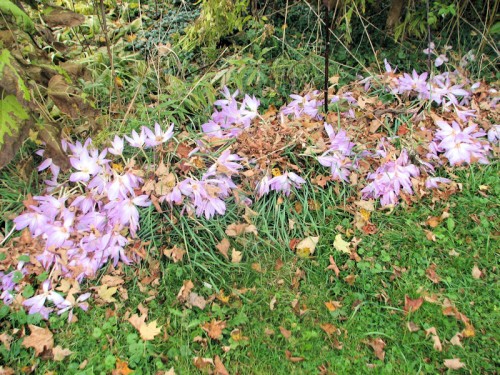 Here's a closeup of those colchicums in the lilac-forsythia hedge.