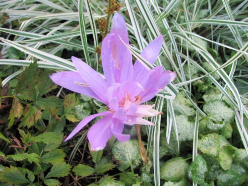 'Waterlily' colchicum blooms late enough for me that it is sometimes ruined by freezes. Never been very floriferous, either.