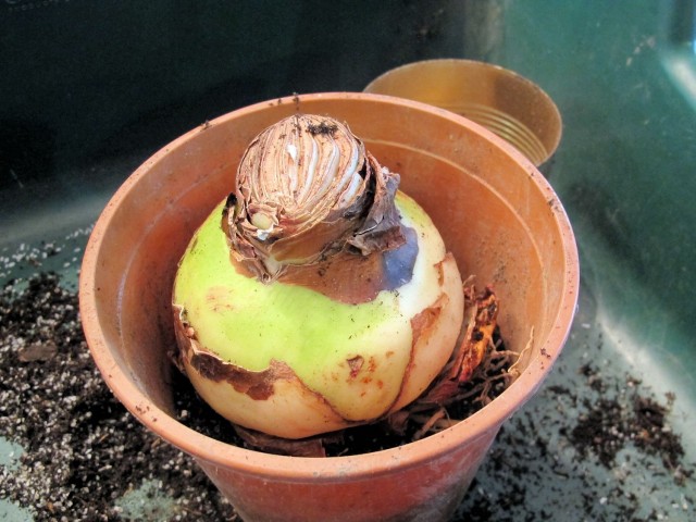 one amaryllis bulb from Longfield Gardens in pot