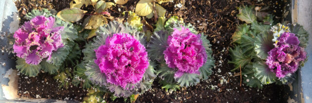 Ornamental kale with bright pink centers