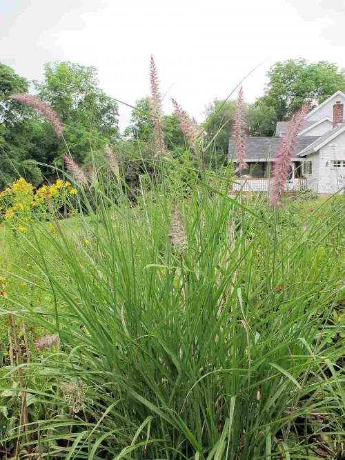 unidentified ornamental grass