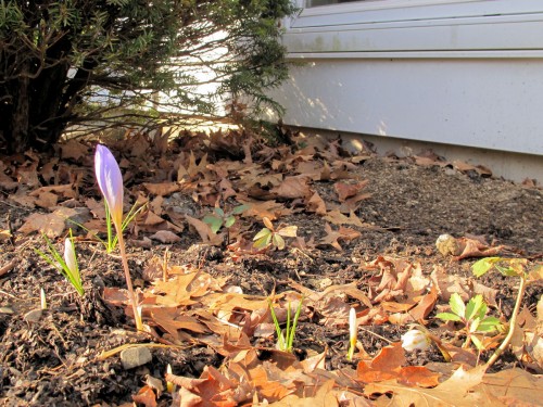 The pale yellow autumn crocus are attempting to bloom, as well as one valiant Helleborus niger