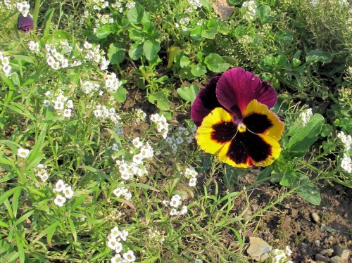 Pansy  with alyssum