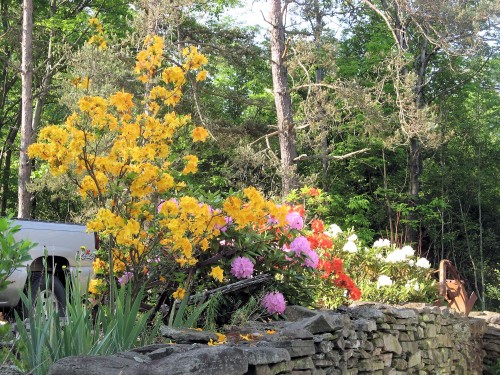 spring-blooming azaleas and rhododendrons