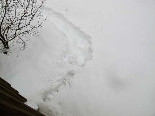 snowy path to fetch bird feeder