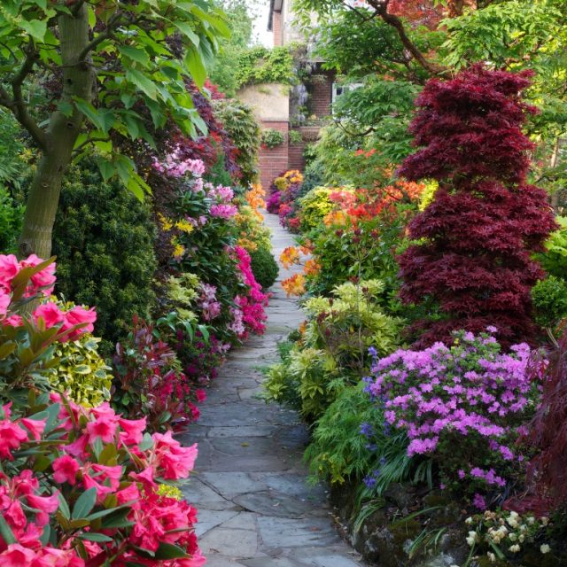 amazing shrubs featured in Kerry Mendez's webinar