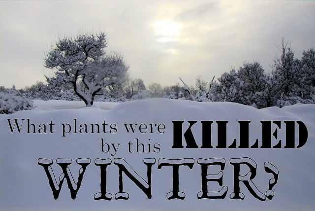 What plants were killed by winter?