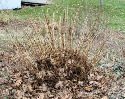 Hydrangea mulched with leaves