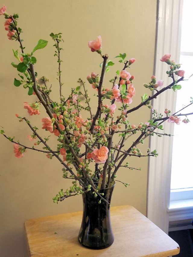 flowering quince forced indoors