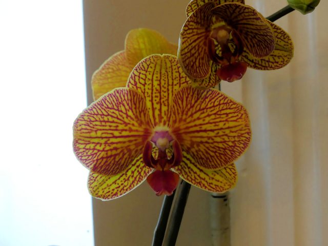 reblooming orchid