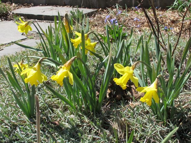winter damaged daffodils