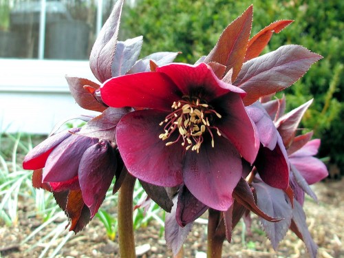 This red hellebore blooms in April.