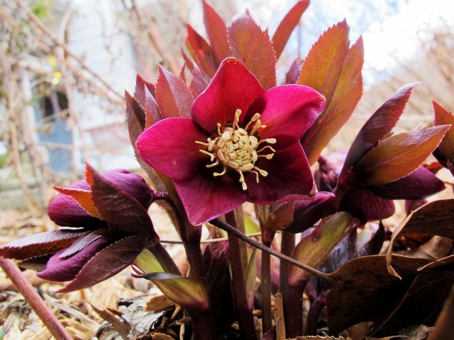 Unnamed red hellebore from a friend