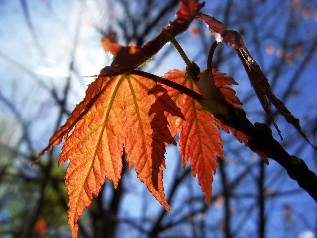 red maple leaves backlit