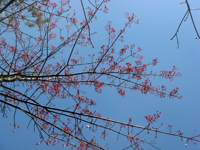 red maple samaras on tree