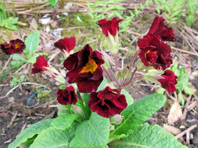 deep red primrose (primula)