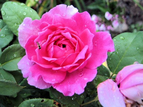 warm pink rose