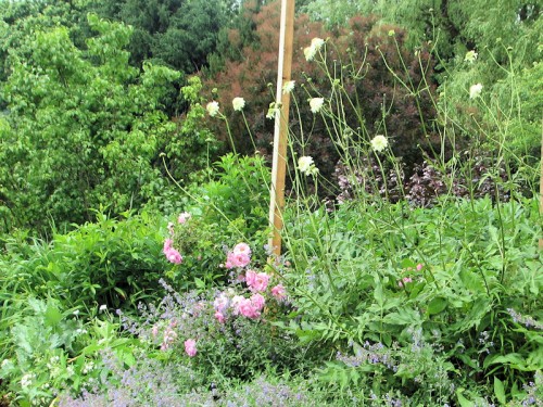 grouping of pink rose, blue catmint, and pale yellow cephalaria