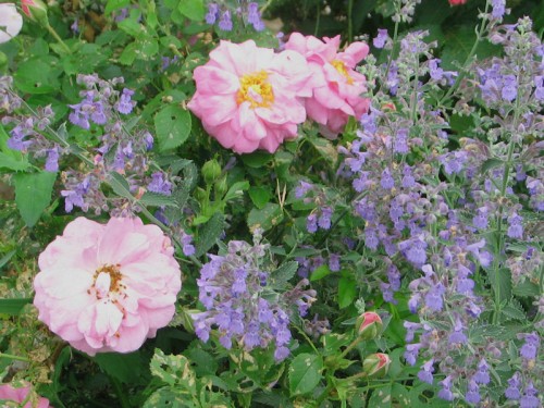 Cape Diamond rose surrounded with catmint