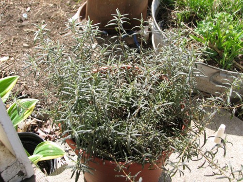 This frost damaged rosemary gives you an idea of how large my rosemary had gotten after two years. Unfortunately, all the leaves dropped and one whole section of the plant never came back after it was subjected to a late spring freeze.