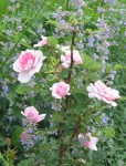 pink roses and catmint (nepeta)