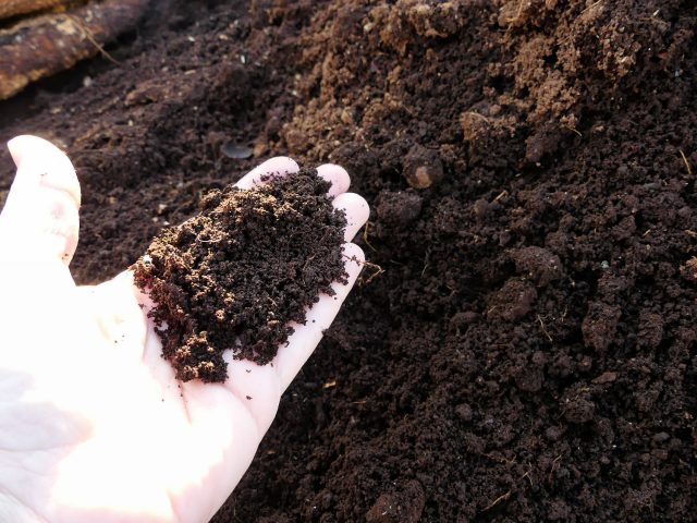 compost from rotten tree