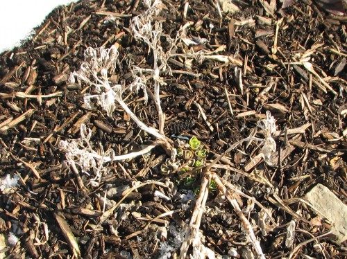Sedum spectabilis 'Hot Stuff' is poised for spring.