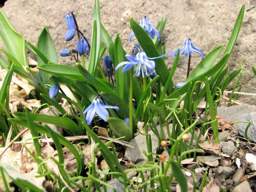 Siberian squills with visible seedlings