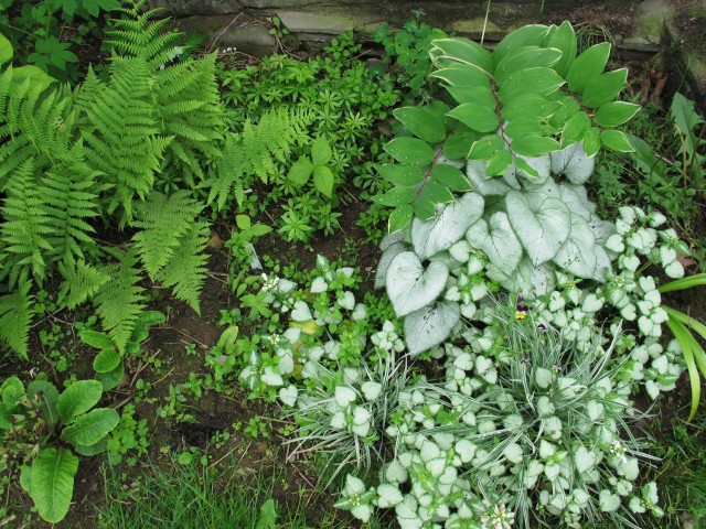 Silver plants and ferns in shade
