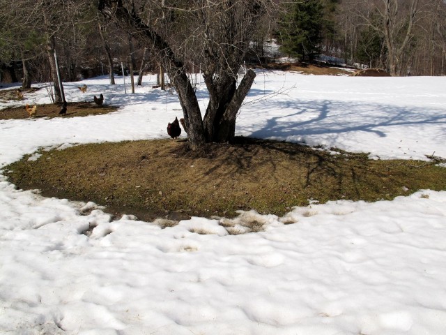 Snow melting around tree