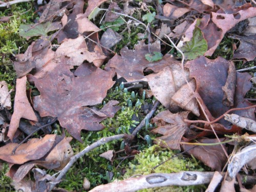 image of snowdrops emerging from the earth