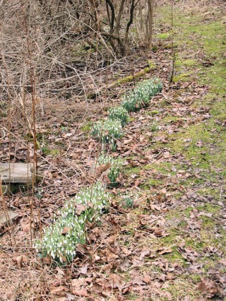 Galanthus nivalis in woods