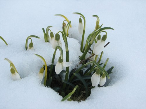 snowdrops blooming in snow