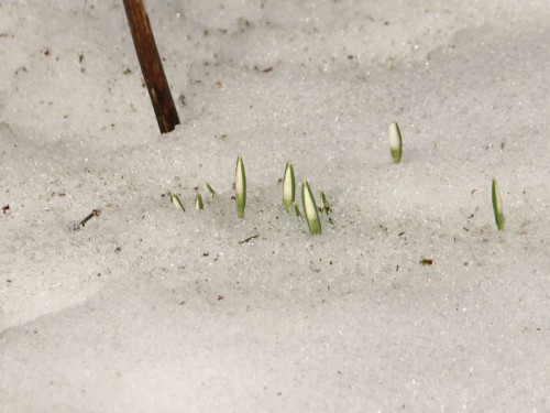 snowdrops barely above the snow