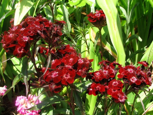 This is Sooty Sweet William. My sister grew it from seed. It is a deeper red than appears in this brightly lit photo, but isn't black by any means.