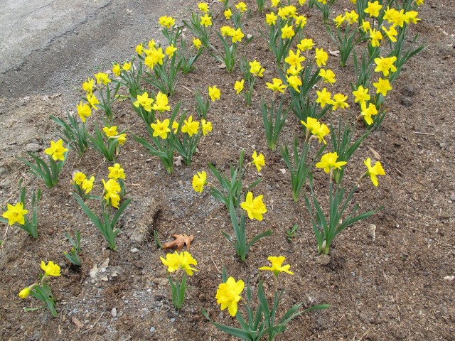daffodils planted further apart