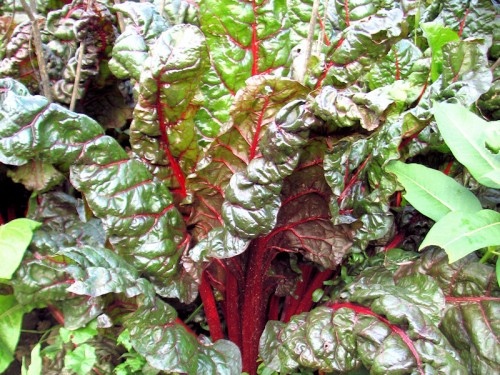 red ribbed swiss chard
